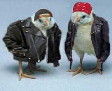 Biker chicks